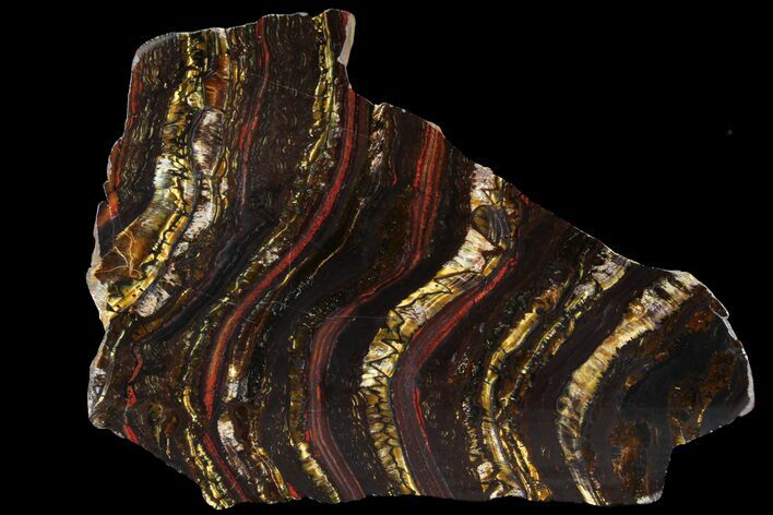 Polished Tiger Iron Stromatolite - ( Billion Years) #95896
